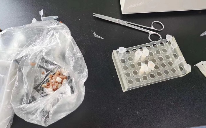 豬肉組織麻豆AV无码观看前