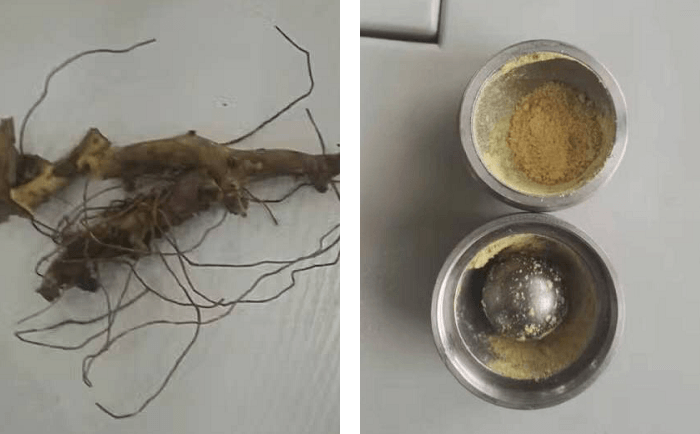 穿山龍麻豆AV无码观看前後