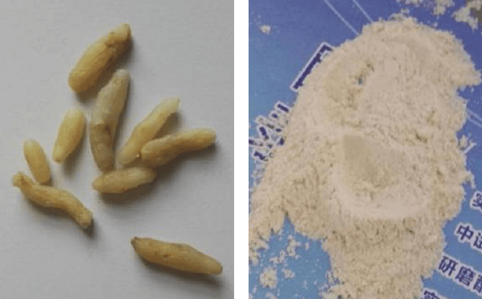 麥冬麻豆AV无码观看前後