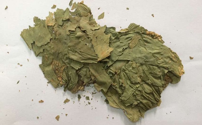 棉花葉麻豆AV无码观看
